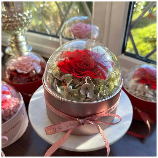 Enlarged Preserved Rose Dome Box